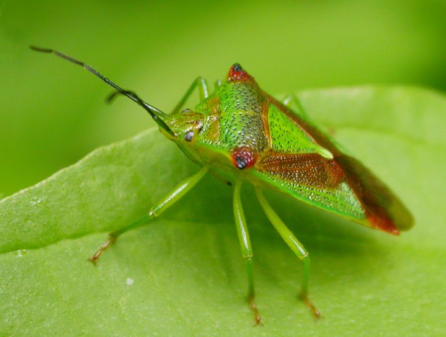 Leben in Teich und Garten Wanzen ( Heteroptera) Stachelwanze